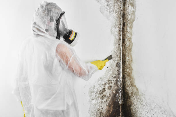 Best Attic Mold Removal  in Olyphant, PA